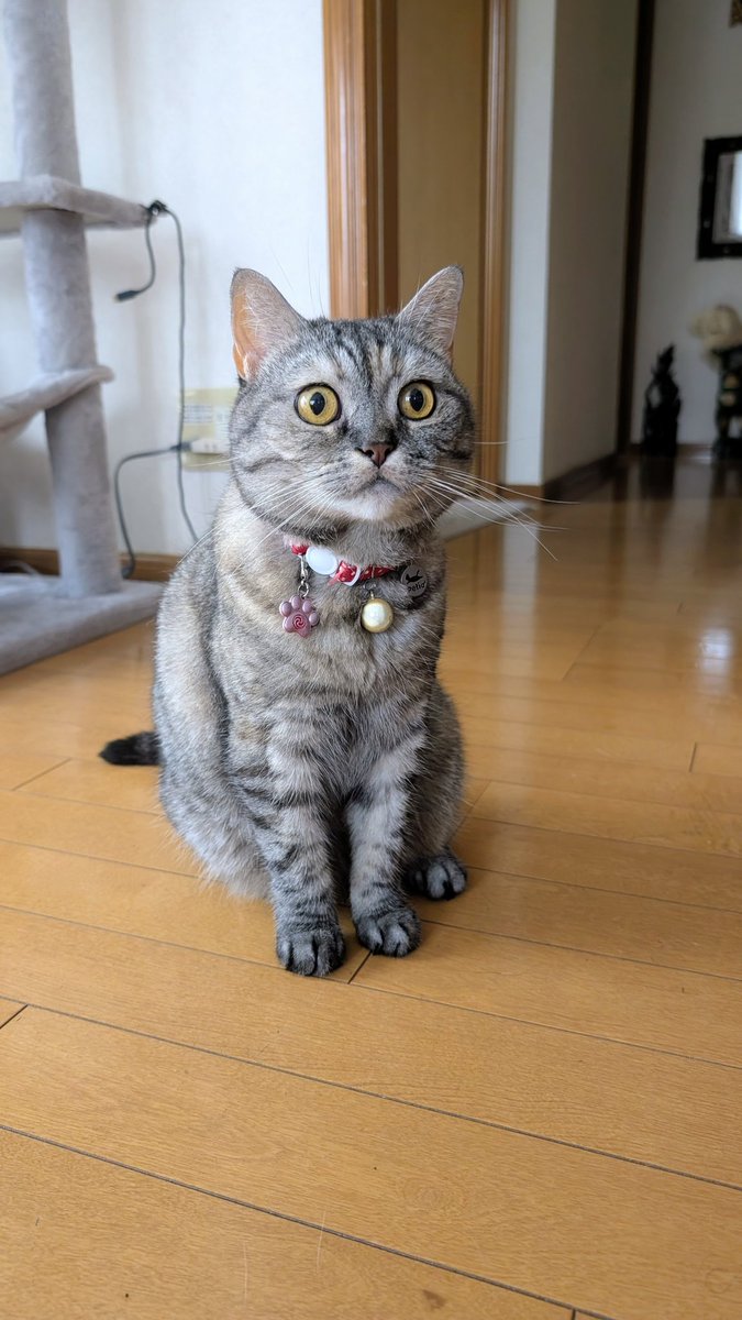 ねこさん⚡(ΦωΦ) (@catnap707) / Posts / X
