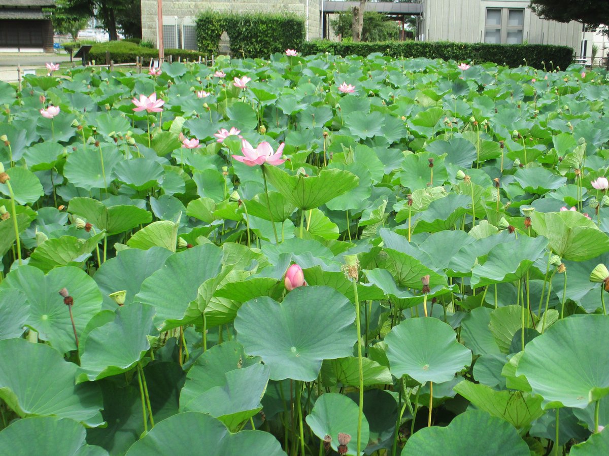 SaitamaMuseum's tweet photo. 【浦和くらしの博物館民家園】今日(7/12)の古代蓮の様子です。全体で20輪程度の花が咲いています。一日に咲く花の数がだんだんと少なくなり、花びらが散った後のシャワーヘッドのような「花托」が増えてきました。ご見学はお早めにどうぞ。
https://t.co/vZ9GQroHlE https://t.co/iau6c6ygtn