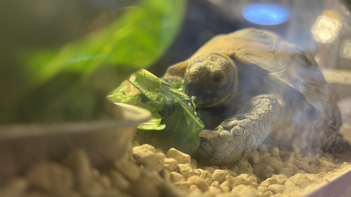 reptiles_ito's tweet photo. 朝ごはん。

#ロシアリクガメ　いちのめ https://t.co/37NaJSzzw3