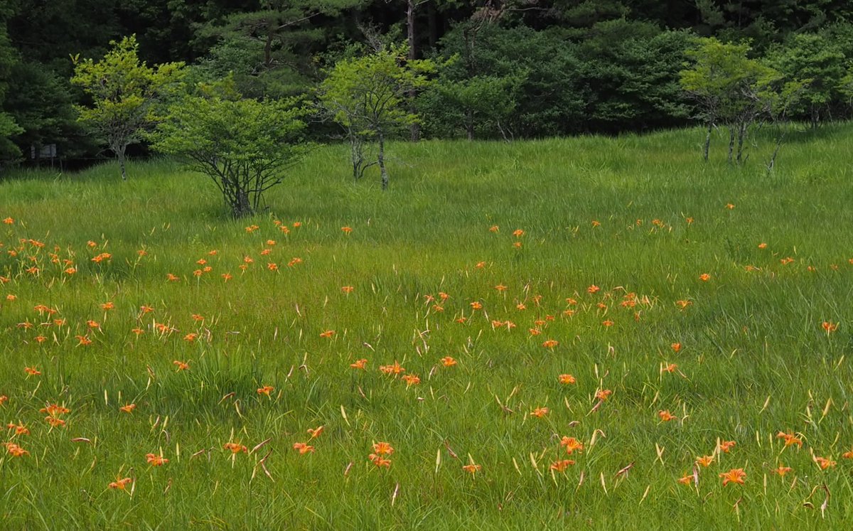 key6636's tweet photo. おはようございます☀
昨日は風の通り道で意外に涼しい低山
屏風山の中腹の湿原までﾃｸﾃｸ🚶‍♀️🚶‍♀️
ｶｷﾗﾝ、野萱草群落、毛氈苔の花、野萱草アップ😃
#戦争に反対するお花畑の会 https://t.co/i4RBuZNe5u