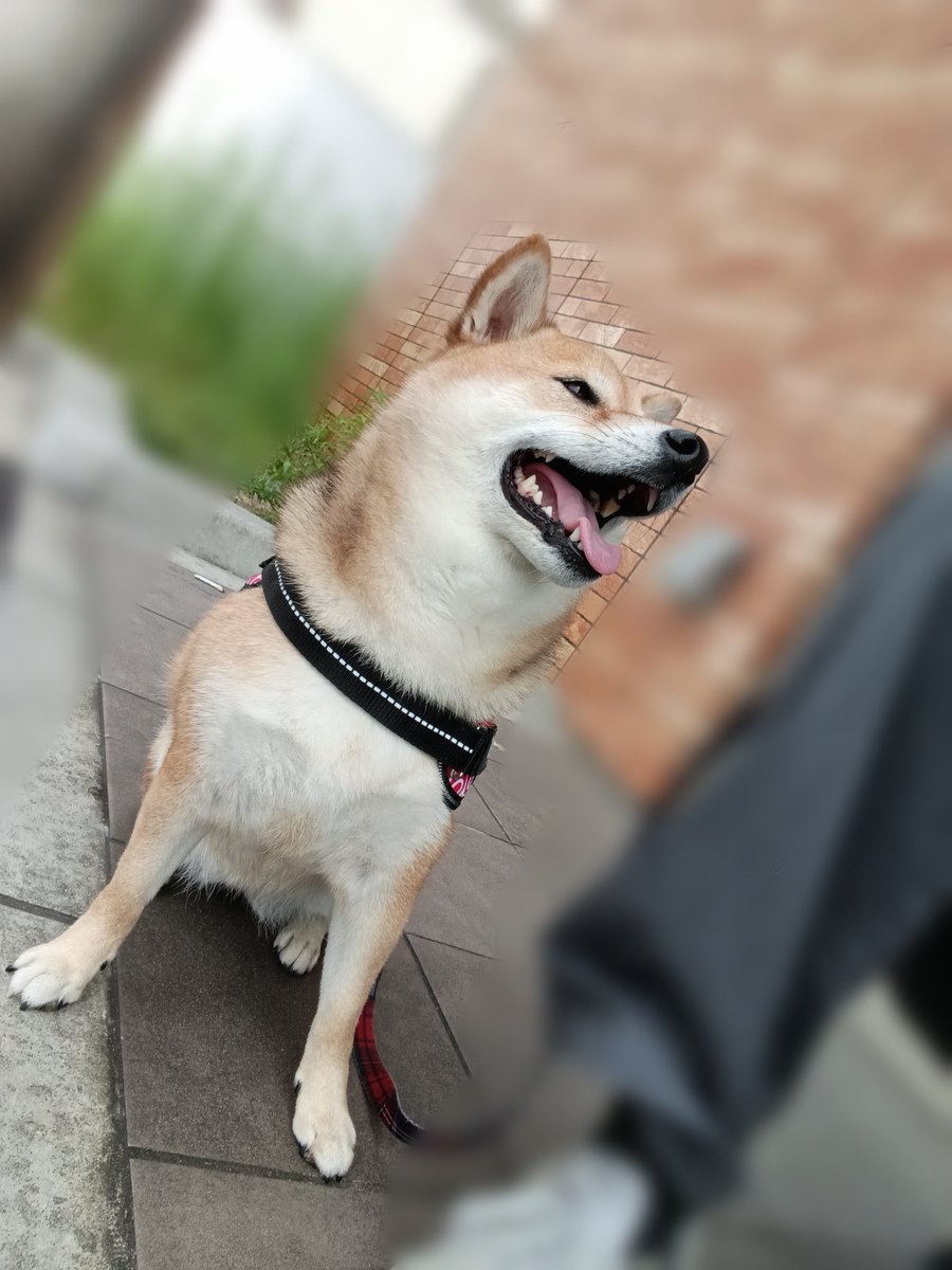rideon1973's tweet photo. 金曜の朝ぶりの散歩だけどほとんどお座りしちゃう朝www
#柴犬 https://t.co/2JslKDonTn