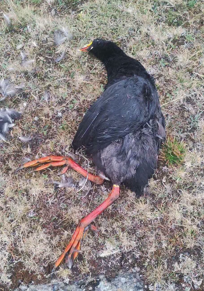 edisonral's tweet photo. #ATENCIÓN: 

INDIGNACIÓN POR PRESUNTA CAZA ILEGAL DE FAUNA SILVESTRE EN VERDE COCHA

​*Una profunda ola de indignación se ha desatado entre la población tras la difusión en redes sociales de una serie de imágenes que evidencian un presunto acto de caza ilegal de fauna...

1/ https://t.co/NBFAib1MWN