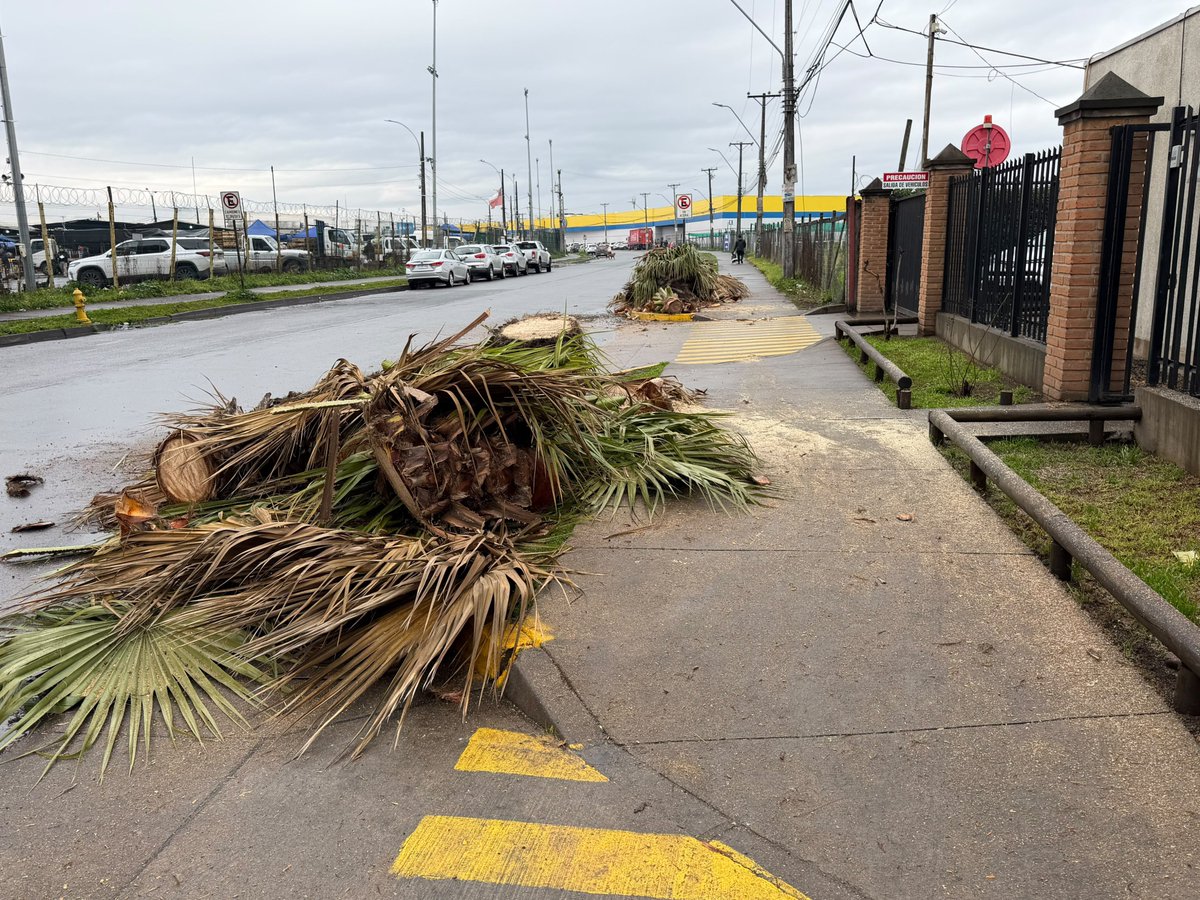MorfoMetaSis's tweet photo. Cuando @CGE_Clientes le permite a tontos tomar decisiones! No sé les ocurre mejor idea que talar árboles injustificadamente y el cuidar el medioambiente se va al carajo! #curicó #cgenocuidaelmedioambiente #depredadoresdelmundo alguna explicación @Muni_Curico https://t.co/HjF1vIJit2