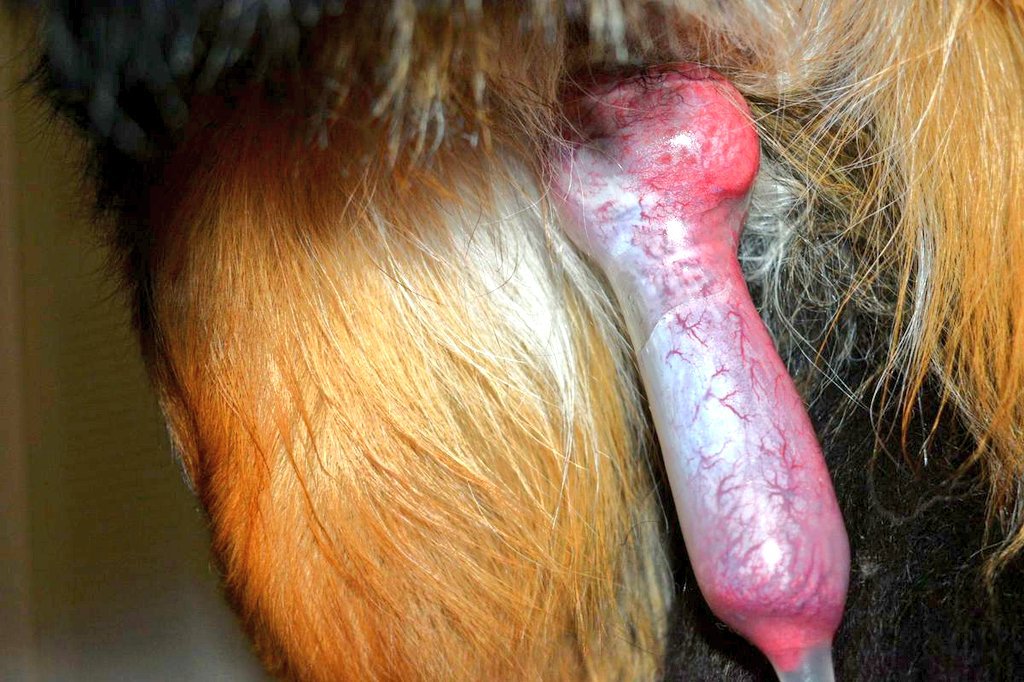 zooparkfy's tweet photo. ✨ Stop wondering,unlock the exclusive access you've been craving. 💋🔐 Choose the tier that suits you best and enjoy content reserved for true fans.Your support means a lot🌹📩 To get started, send a DM on Telegram https://t.co/o70xRIPW6G https://t.co/sr8eboHcMf