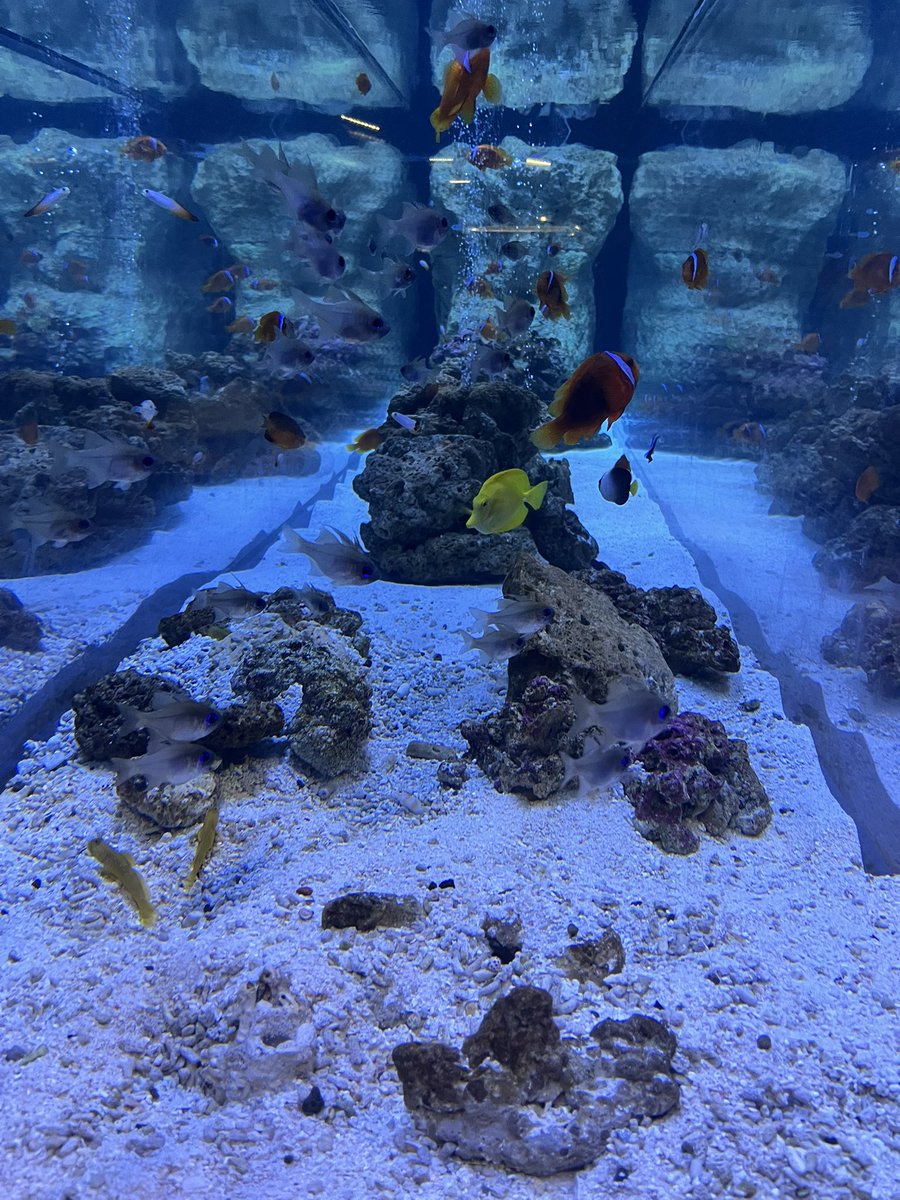 proakisho3115's tweet photo. 昨日は水族館へ🐟一年ぶりに行きましたが、娘は常に走り回っていて、大人2人で追いかけ回すって感じでしたが、楽しかったです🤣 https://t.co/QUNFVB0sUn