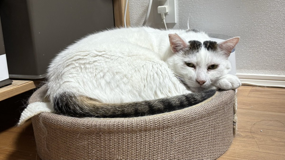 revo0308's tweet photo. 名前　ユキ　♂
出会いは2021年6月ごろ
近所猫の中の1匹としてご飯を食べにくる子
2023年の引越しで仲良かった2匹共々おうちへ迎え入れ
かなり凶暴でなかなか懐かなくて
でも最後の約半年はお腹見せて横になるくらい甘えたになった可愛い子
最後は血栓で歩けなくなったけど頑張った
合掌 https://t.co/pA5G4AVX39