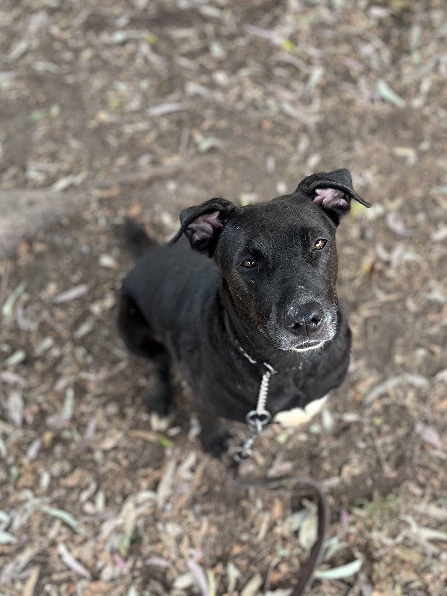 HELA_MORE's tweet photo. Nabi lleva dos años esperando una familia… 🐾

En todo este tiempo, nadie ha ido a conocerla y tampoco han preguntado por ella. Mientras otros perritos encuentran un hogar, Nabi sigue esperando que alguien vea lo especial que es.

✨ Nabi es una perrita súper alegre, amorosa y muy juguetona. Le encanta convivir con las personas y disfrutar cada momento con una gran sonrisa.

A veces los perros pasan desapercibidos sin que nadie les dé una oportunidad, pero estamos seguros de que ahí afuera existe una familia perfecta para ella.

❤️ Dale una oportunidad a una perrita que ha sido rechazada demasiadas veces y ayúdala a conocer por fin lo que es tener un hogar.

📍 CDMX
🐶 4 años
📏 Talla grande
💉 Protocolo completo

Comparte para que la familia de Nabi pueda encontrarla. 🙏🏽💕