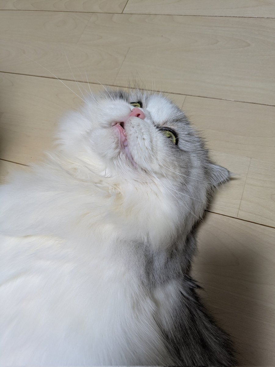 gorosankiroku's tweet photo. ブラッシングしたら口半開きでしばらく固まってたけど、どういうお気持ちなの？

#猫
#ミヌエット
#ねこのいる生活
#猫のいる暮らし https://t.co/AaUI9AuB2J