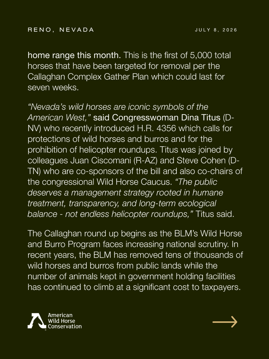 FreeWildHorses's tweet photo. 🚨 Nevada's largest planned wild horse roundup is underway.

Lawmakers and advocates are calling on the BLM to stop helicopter roundups and invest in humane, science-based management.

🐎 Read the full press release in the link in bio.
📣 Share to help keep wild horses wild. https://t.co/e3RKJUhKRL
