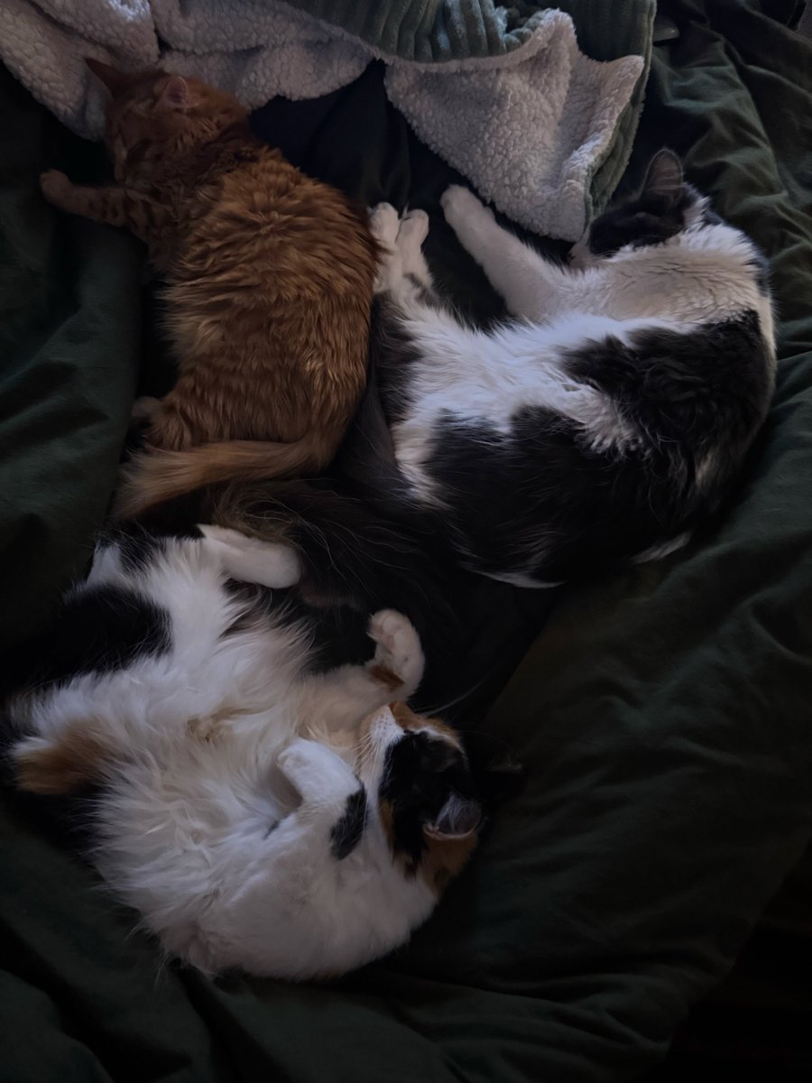 aatarau's tweet photo. just here to show off my babies, rusty, dusty, and kūmara (aka ruru, dudu, and kūkū) https://t.co/f0jJi4zPGJ