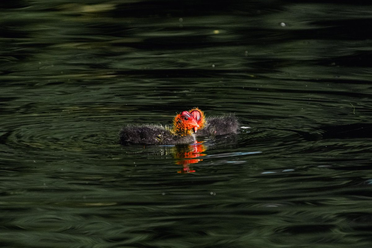 SantoshKumarBRS's tweet photo. Weekly dose of my #Photography 📷

Captured this beautiful American coot family enjoying a peaceful morning on the water, Moments like these are why I keep returning to the wild with my camera. 

Have a #HappySunday 😊

#Nature #BirdWatching #BirdPhotography #WildLifePhotography https://t.co/s6E5e3IGvl