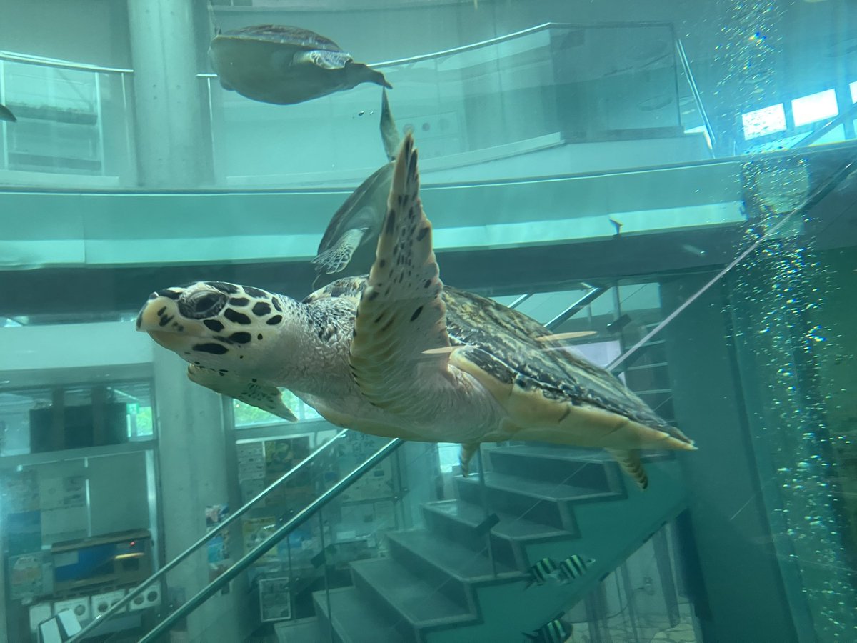 aktkariri's tweet photo. 悠々と泳ぐタイマイ
当館で展示しているウミガメは全て保護個体で、この子は去年の2月に瀕死で漂着しているところを保護しました。獣医師さんの協力もあって順調に活力を取り戻し、現在は元気いっぱいです(T.K) https://t.co/LYqq2I1rq0