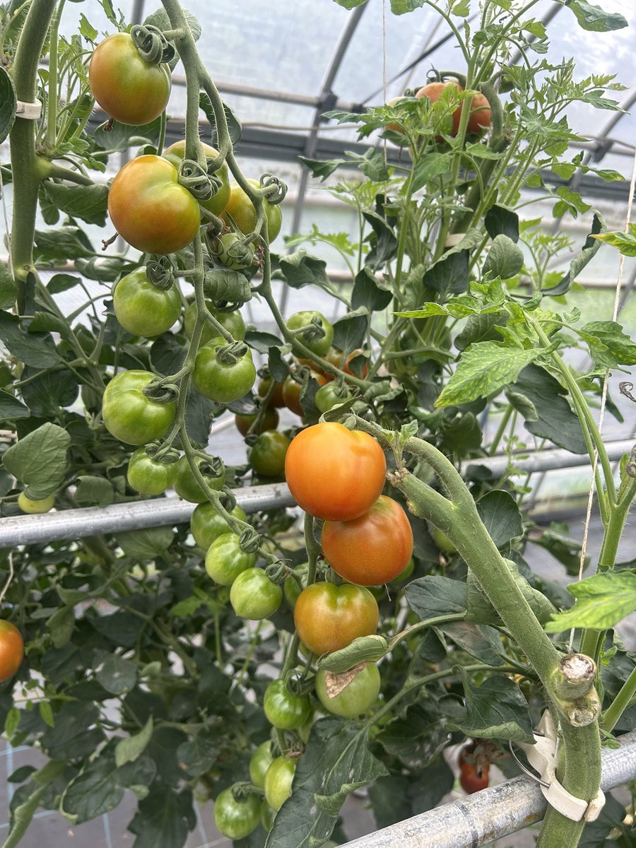 agtagreen07's tweet photo. もうぼちぼちトマトは終わりです🍅
早く赤くなりなさい https://t.co/fpNoY7ClOs