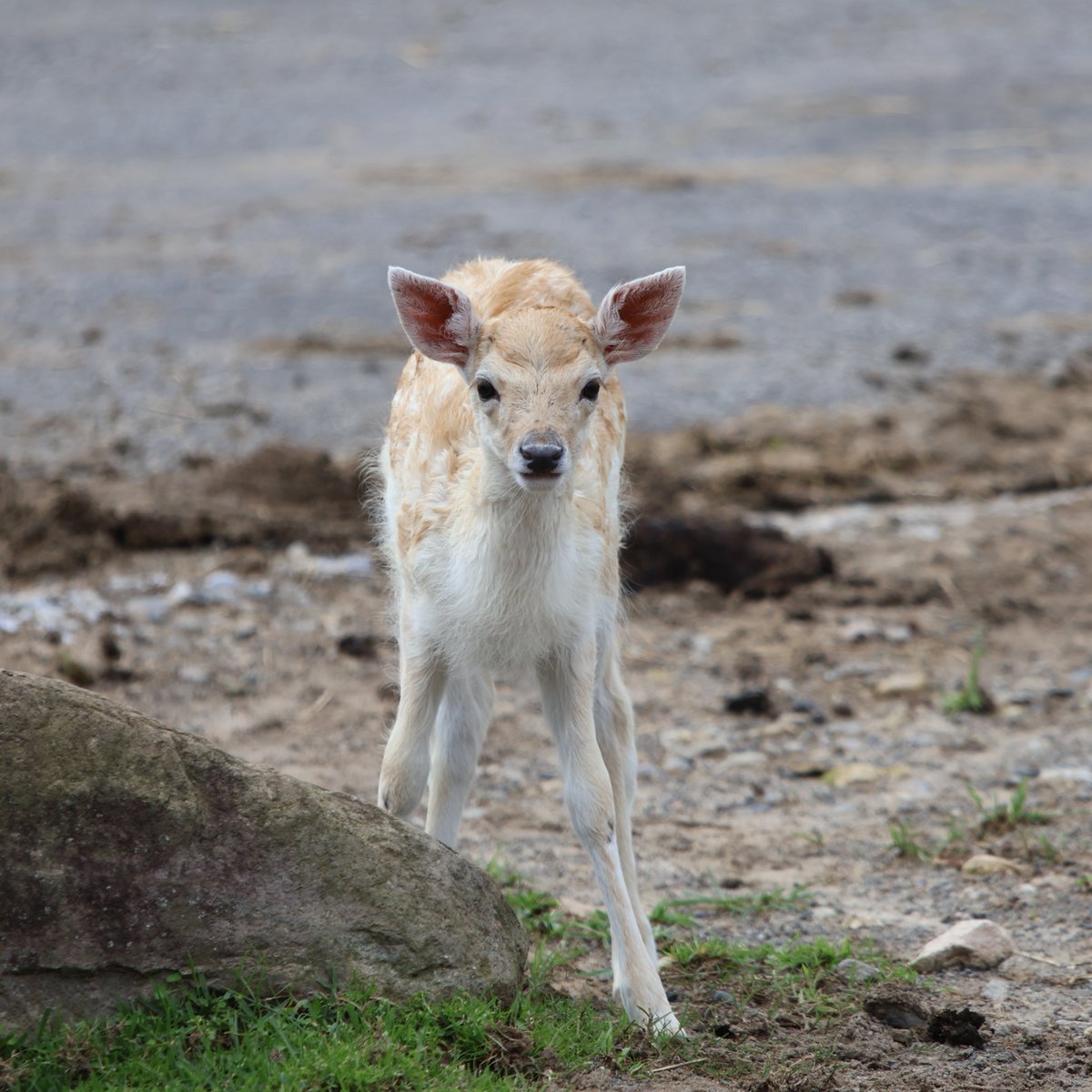 africansafari1's tweet photo. シカの赤ちゃんが生まれています😊

#ファローディア 
#ニホンジカ 
#赤ちゃん 
#アフリカンサファリ https://t.co/UkktSwnsjB