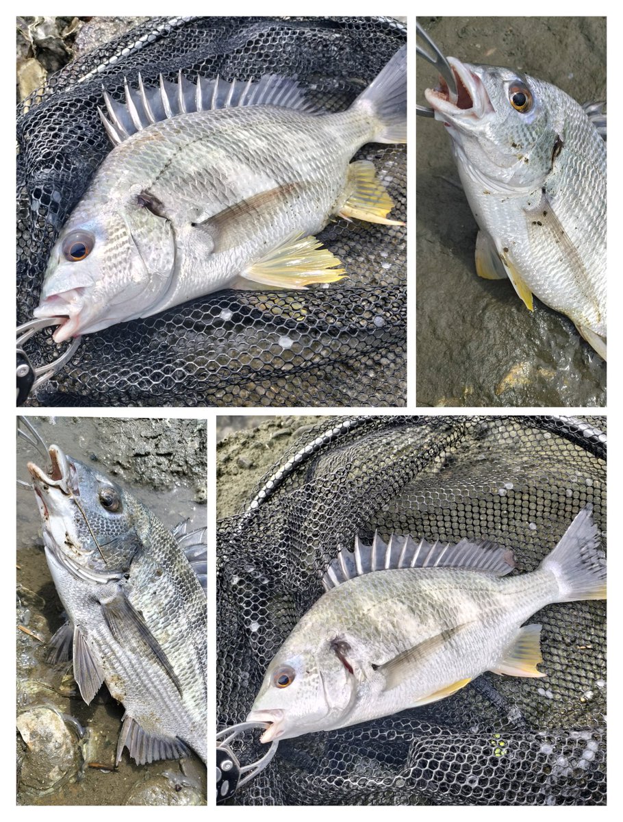 AmeTaba53's tweet photo. 昨日からチヌが釣りたくて釣りたくてモッコリしてきたので早朝3時間チニング!!
バイトはあるがサイズが出ず心折れかけてた帰り際にゴゴっと🌝
良く引く44cmでおじさん満足でした🐟️ https://t.co/szfWmiR6Cd