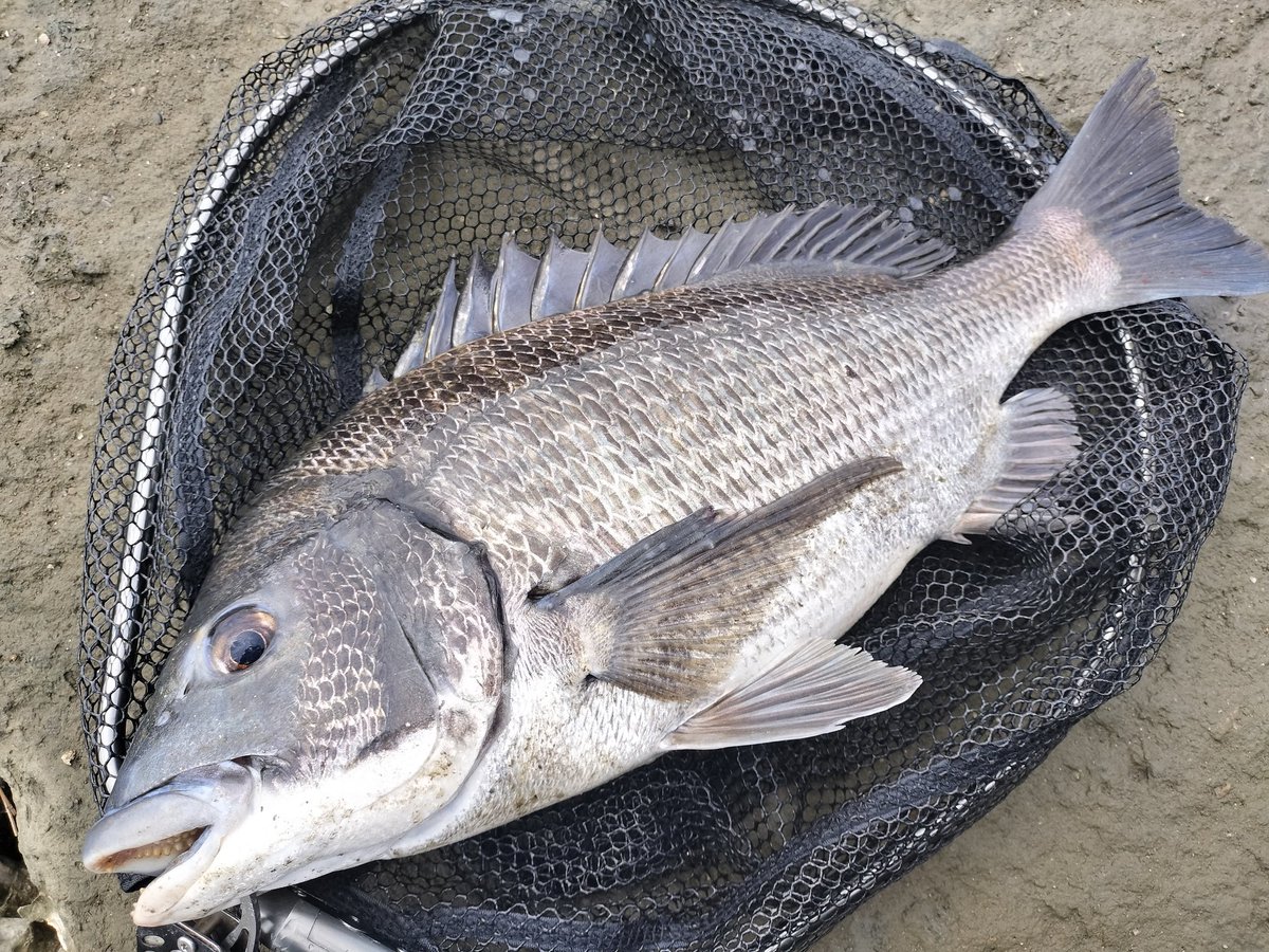 AmeTaba53's tweet photo. 昨日からチヌが釣りたくて釣りたくてモッコリしてきたので早朝3時間チニング!!
バイトはあるがサイズが出ず心折れかけてた帰り際にゴゴっと🌝
良く引く44cmでおじさん満足でした🐟️ https://t.co/szfWmiR6Cd