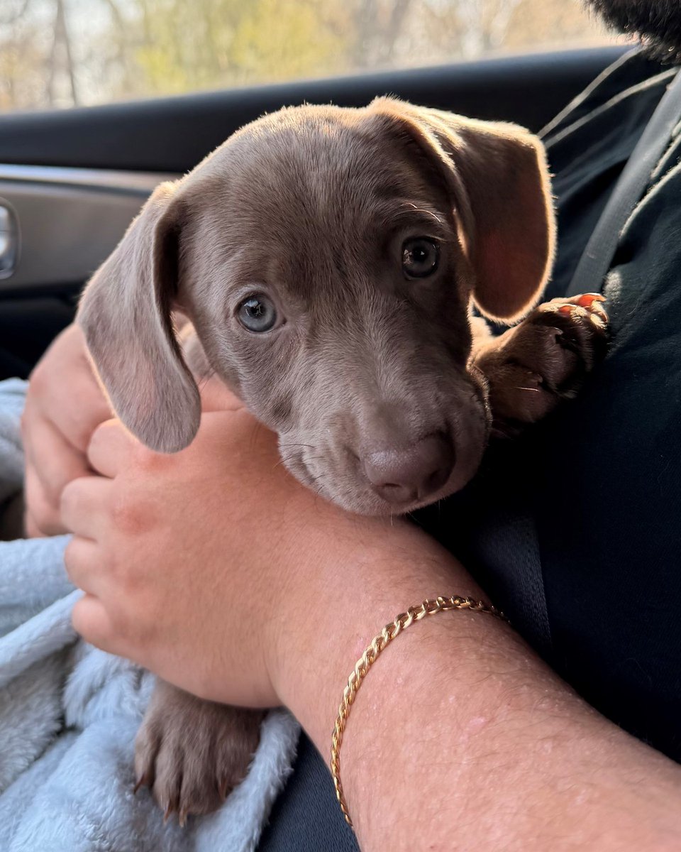 humanecharlotte's tweet photo. "Nancy now known as Mia is doing great and has pretty much made herself at home. She loves her brother Tobi and loves playing with him!" https://t.co/1YpBgAM1e1