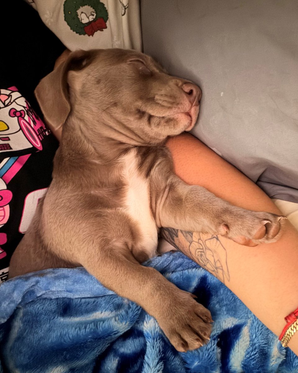 humanecharlotte's tweet photo. "Nancy now known as Mia is doing great and has pretty much made herself at home. She loves her brother Tobi and loves playing with him!" https://t.co/1YpBgAM1e1