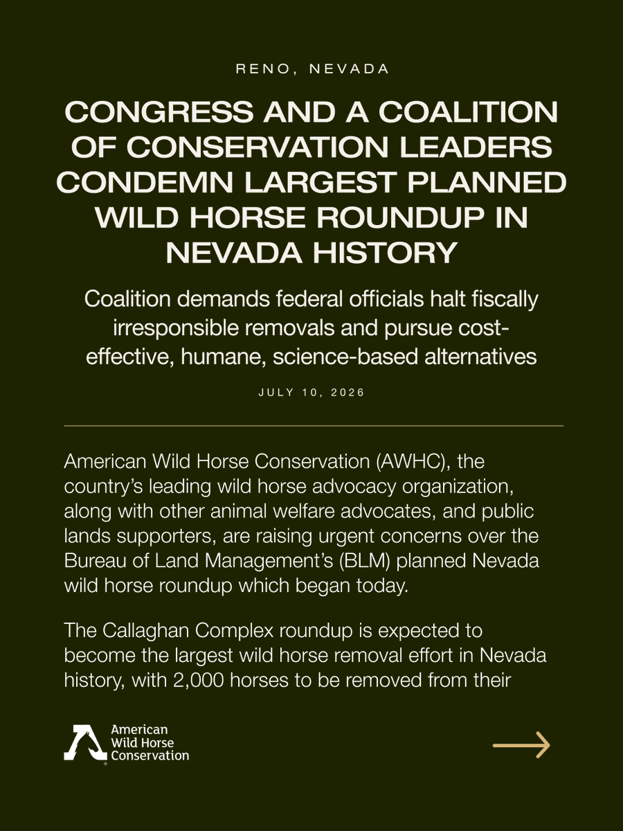 FreeWildHorses's tweet photo. 🚨 Nevada's largest planned wild horse roundup is underway.

Lawmakers and advocates are calling on the BLM to stop helicopter roundups and invest in humane, science-based management.

🐎 Read the full press release in the link in bio.
📣 Share to help keep wild horses wild. https://t.co/e3RKJUhKRL