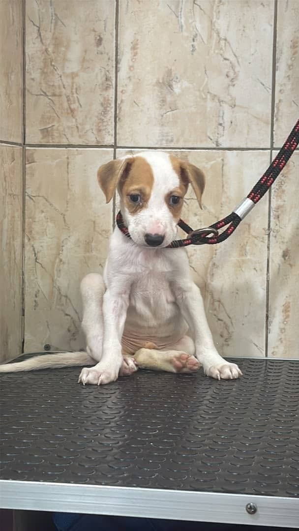 yaracalcagno's tweet photo. difundo. Él es Brutus, un perrito rescatado de la Guaira. Brutus tiene mucha anemia y tiene una infección en la pata que requiere que le corten un dedito pero con la anemia que tiene, no pueden operarlo. Necesitamos con urgencia una transfusión de sangre de un perrito que sea mas grande. Por favor, si alguien tiene la posibilidad de donarle sangre, mi numero es 04142021984//// AYUDEMOS A BRUTUS POR FAVOR 🥺🥺