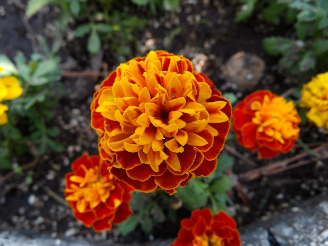 Hyperion64ds's tweet photo. Its a sunny☀️ summer day, the wildlife🦃 is out and about, and the flowers are blooming. Take care, sit back, relax, and enjoy the day.🫶🙂

#turkey
#flowers 
#summer
@akane_dimrays https://t.co/H4gVqSdAs4
