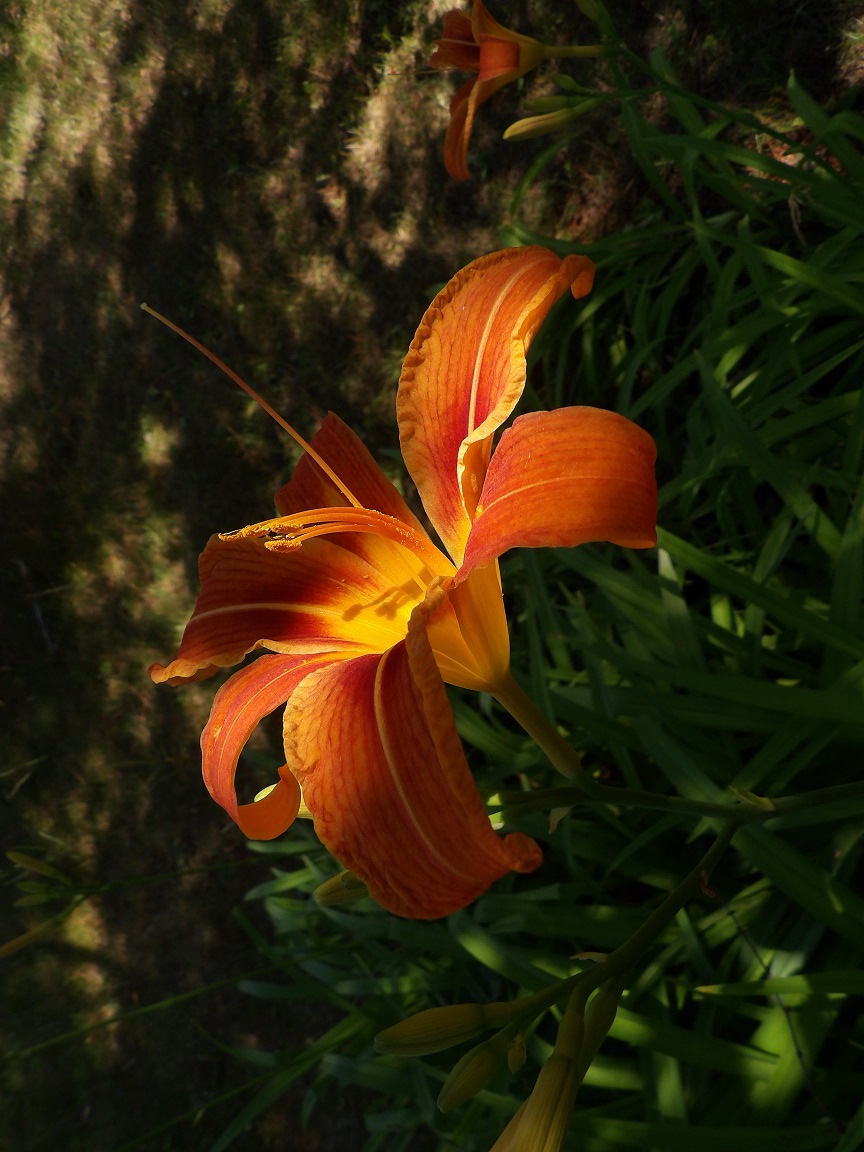 Hyperion64ds's tweet photo. Its a sunny☀️ summer day, the wildlife🦃 is out and about, and the flowers are blooming. Take care, sit back, relax, and enjoy the day.🫶🙂

#turkey
#flowers 
#summer
@akane_dimrays https://t.co/H4gVqSdAs4