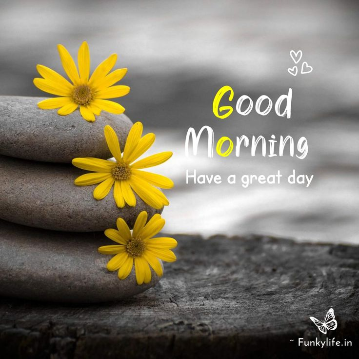 036PPSS's tweet photo. HELLO X FAMILY 
BEAUTIFUL MORNING AND SUNDAY TO ALL https://t.co/r0W0J2qihl