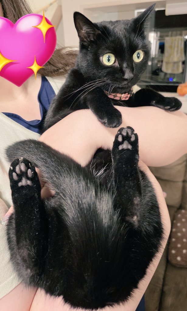 Beni_the_kitty's tweet photo. 予防接種のために動物病院へ行くことを悟った るじゅさん。尻尾をぎゅっと丸めて虚無顔になっております。 https://t.co/ZaisNqc0wc