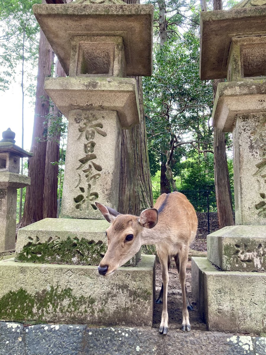 tak_7911's tweet photo. 2026.7.11
久しぶりの春日大社⛩️
灯籠の間から神鹿が！！
#春日大社 #鹿 #御朱印巡り https://t.co/hyk9xgW6D0