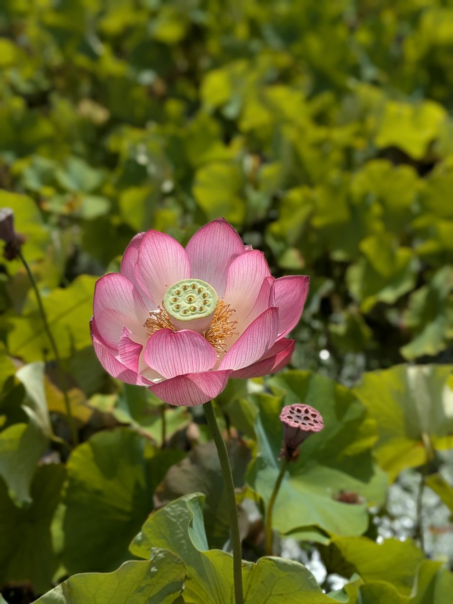 waru_dora's tweet photo. 姫路市夢前町にある『ヤマサ蒲鉾』
春に芝桜を見に行きましたが、今の時期は『蓮の花苑』が催されています
初めて見に行きましたがとてもキレイな蓮の花でいっぱいでした
#ヤマサ蒲鉾
#蓮の花苑 https://t.co/qT0yQtm7Dq