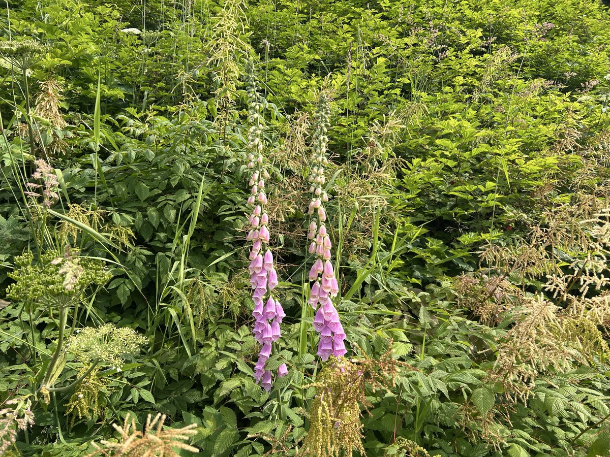 ziphiids's tweet photo. plants i spotted on my walk https://t.co/rZOl6BuYyF