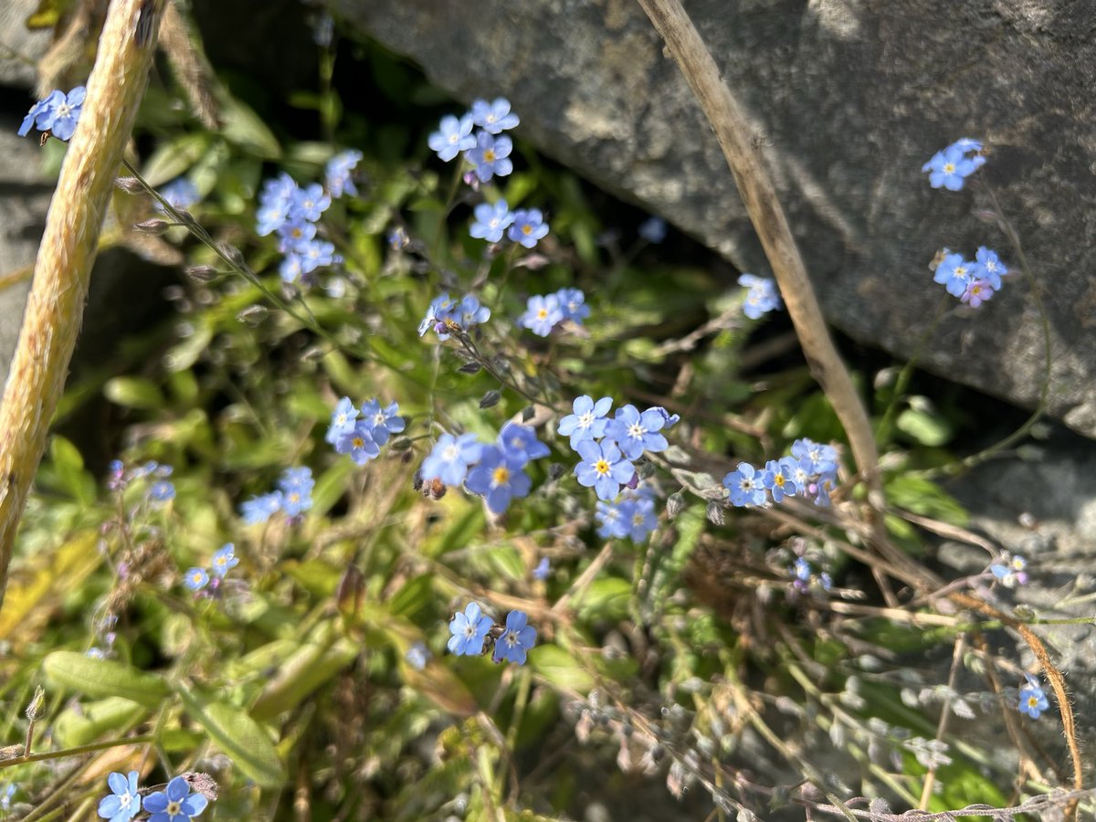 ziphiids's tweet photo. plants i spotted on my walk https://t.co/rZOl6BuYyF