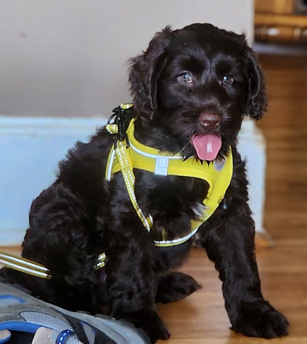FeileacanCu's tweet photo. After a very long first day with my new pupper, I'm heading to sleep. Everyone, welcome Duke the labradoodle to the #PupalPups I'll get better pictures tomorrow, lmao. I got one decent one and love the one where he became a wet noodle. https://t.co/7WfPbGQvNJ
