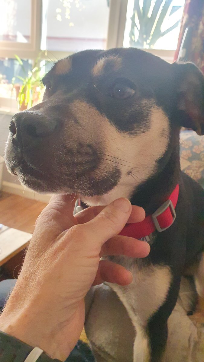 embee200's tweet photo. @isabeille25 I've got a Pug mix. I've seen the parents, and one of them is German Shepherd. The other looks Pug but I think there's some Staffie in there too. Deffo whines like one. https://t.co/XPUPjmNxdp