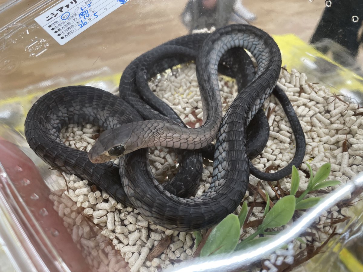 ニシアフリカクロキヘビ ・シュウダ アザン ・ヘルメットゲッコー