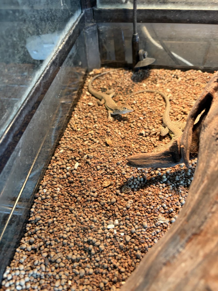 longtail_2022's tweet photo. 皆様、こんにちは😃
生体紹介は、エジプシャンレオパードリードWCです🦎
コオロギを食べてます🦎
20時まで営業しますので、よろしくお願いします🦎🐸🐍🐢 https://t.co/FJ7lICzfvx