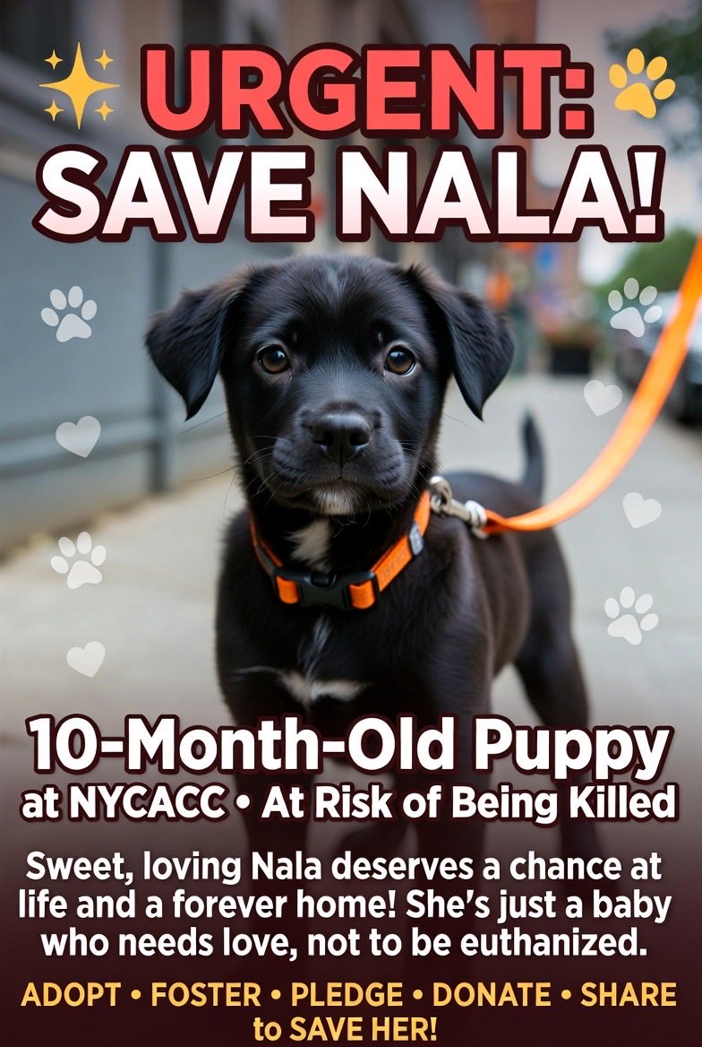 meme2075's tweet photo. 🚨 URGENT: SAVE NALA! 🚨
Sweet 10-month-old black puppy at NYCACC facing euthanasia. She deserves love & a forever home!
Adopt • Foster • Pledge • Donate • SHARE!
Help her before it’s too late. 💔🐾
#SaveNala #NYCACC #AdoptDontShop https://t.co/9v6rxsMUbw