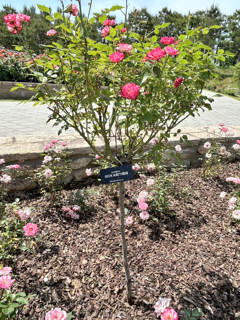 omochi_Matt's tweet photo. @VisitSeoul_JP 私のソウルでの完璧な1日は、まずソウル植物園でマシューが植えたバラを観賞して、光化門の教保文庫でマシューに送るファンレター用の便箋を選びます。景福宮で韓服を着て記念写真を撮って、仁寺洞で初めてのデジクッパを堪能して、夜は漢江沿いをサイクリングしてラーメンを食べます💕
@gun_woo110 https://t.co/CbWTbSQqLL