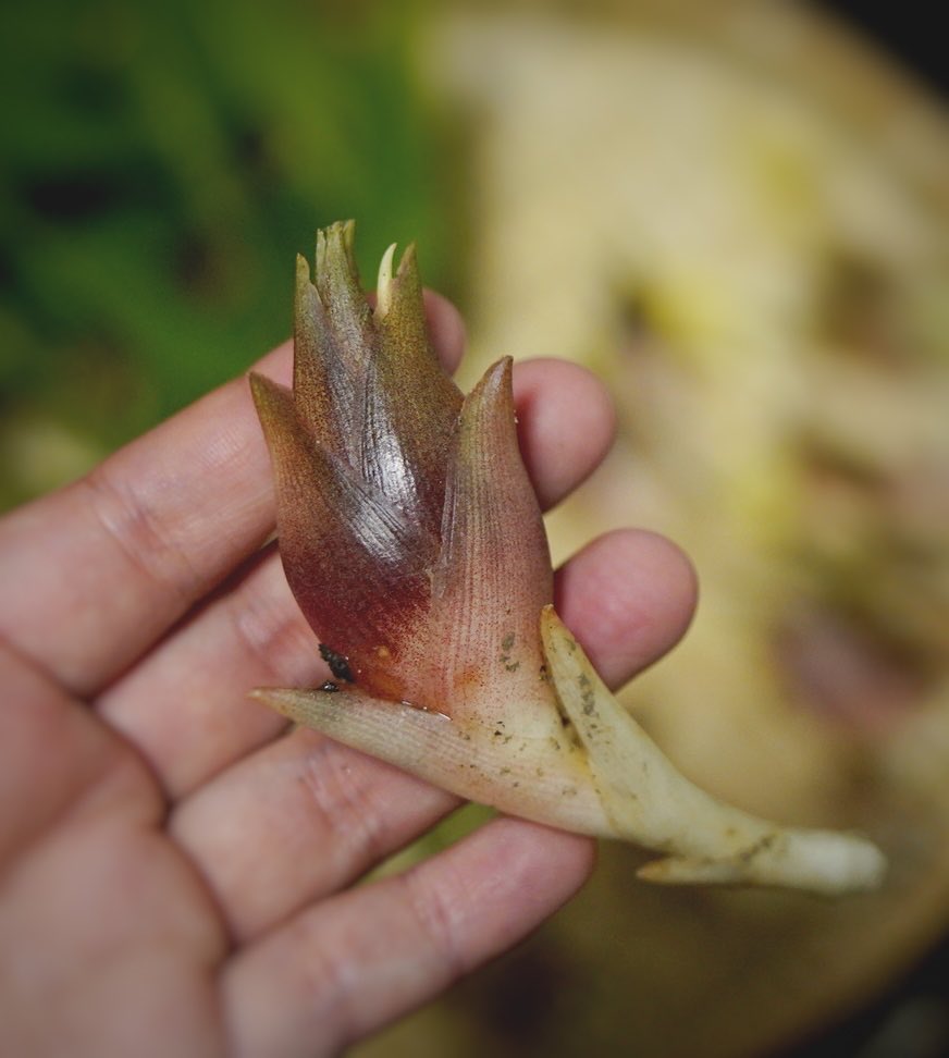 lsucculent's tweet photo. 庭のミョウガ、気付いたらもう生えて来てたし花も咲いちゃってた！こんな花咲くんや〜
茎どうやって食べるんやろー
この庭（賃貸）紫蘇も無限に生えてくるし素麺めっちゃ出来る https://t.co/hBEvnVjeSQ