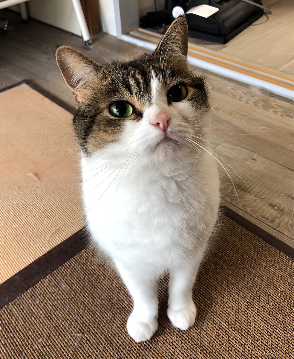 ニコちゃんとこたろう先生とトロとわさび姐さん tweet media