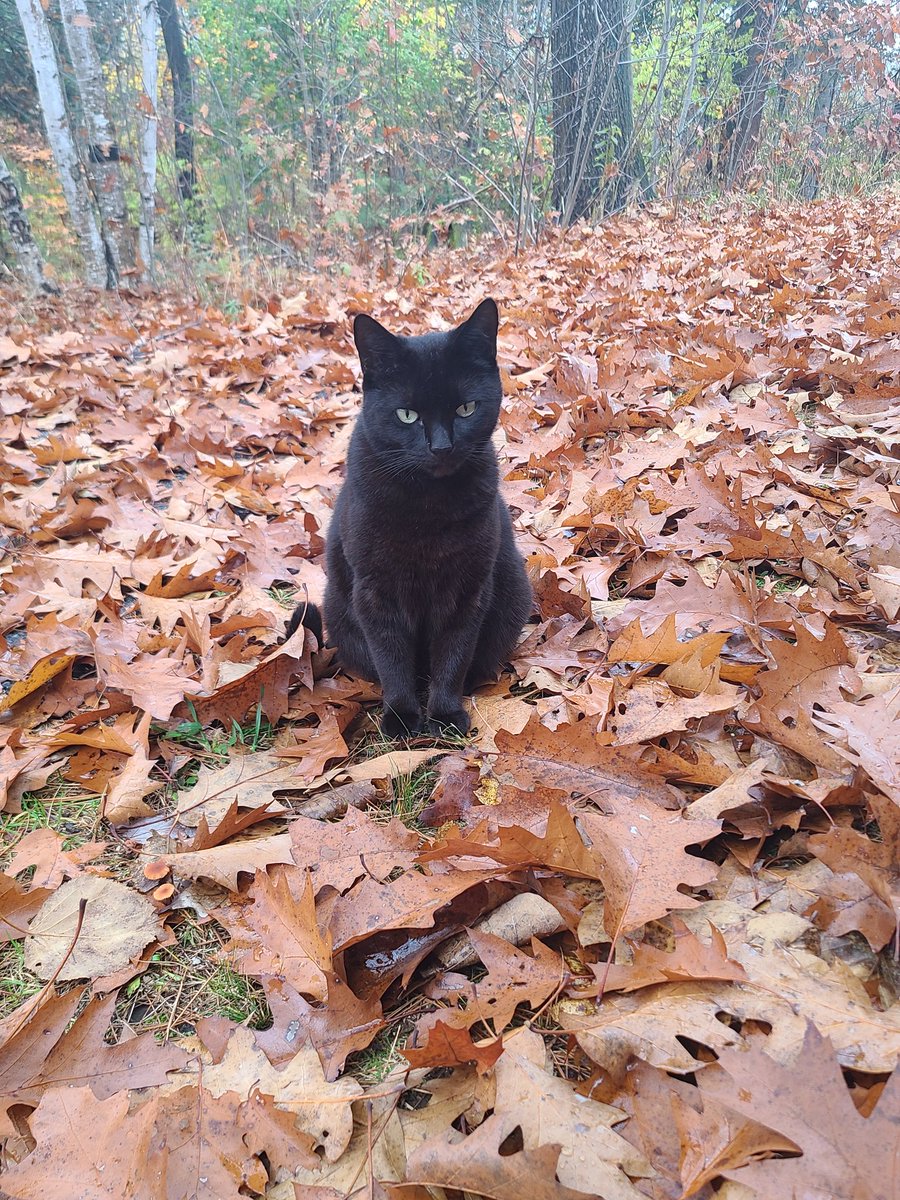 mandy8208's tweet photo. @Sofia50020Sofia Mine's name is Amelia https://t.co/fiY2EQQ5Uo
