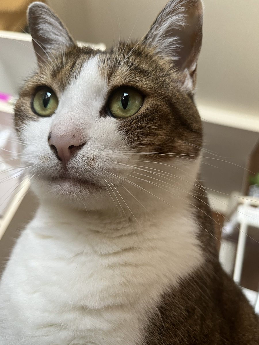 📌𝕏コミュニティ𓃠猫၈集会場𓃠今日のニャンコ🐱