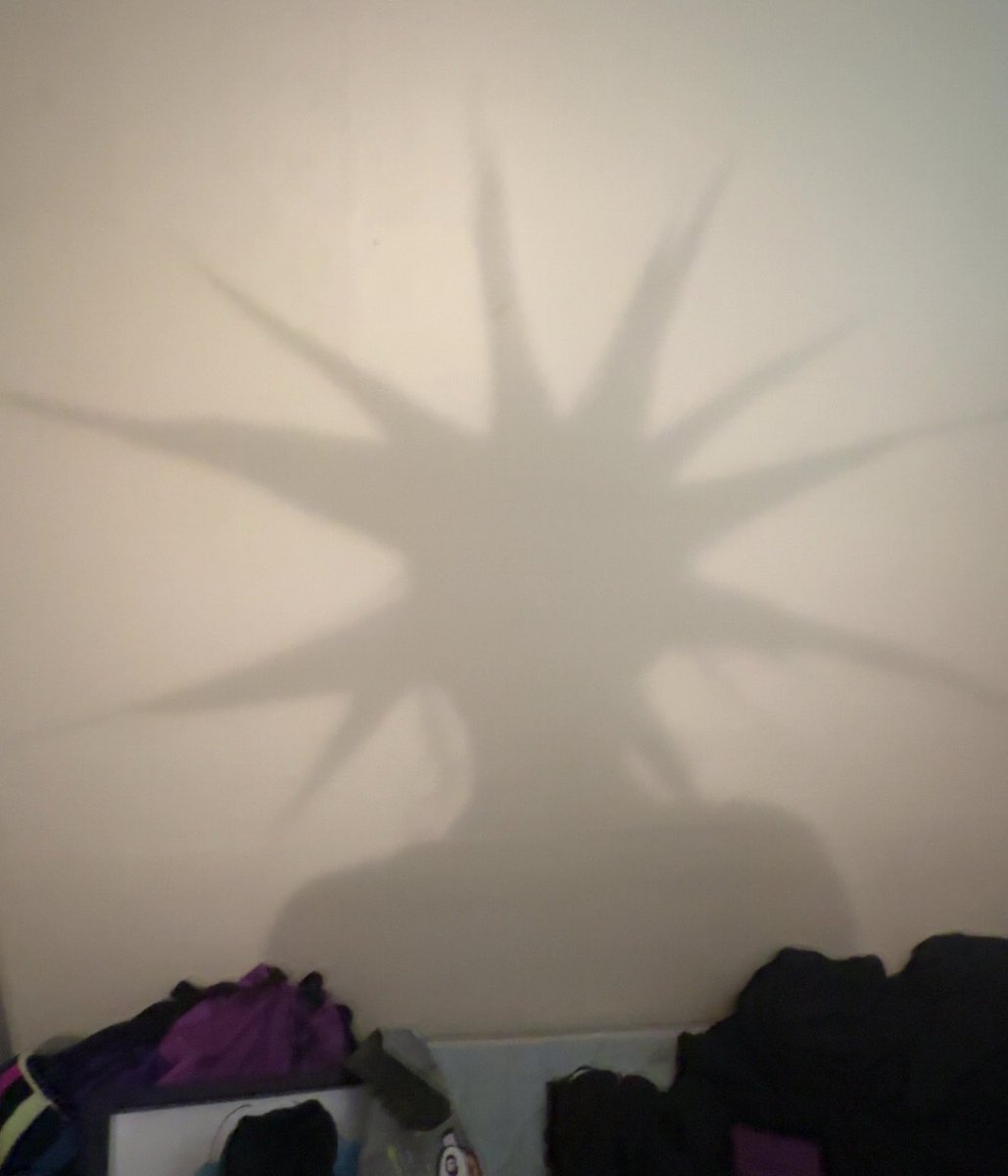 Sl3df1sh's tweet photo. I refuse to show my face yet but the shadow of my hair is insane 😭😭😭 https://t.co/nk7cpG4USb