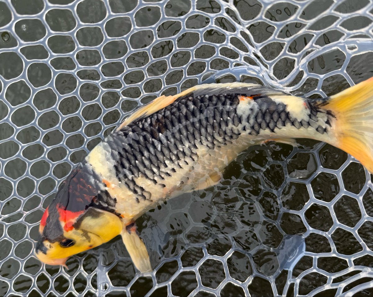 kai_fuu's tweet photo. 夏恒例の浜名湖コロソマ。
今年はサイズが良いけど食い方がヘラブナの如く渋ちん。気温31°だけど水温低くて活性悪いらしい。
#浜名湖フィッシングリゾート https://t.co/8frtSlutC2