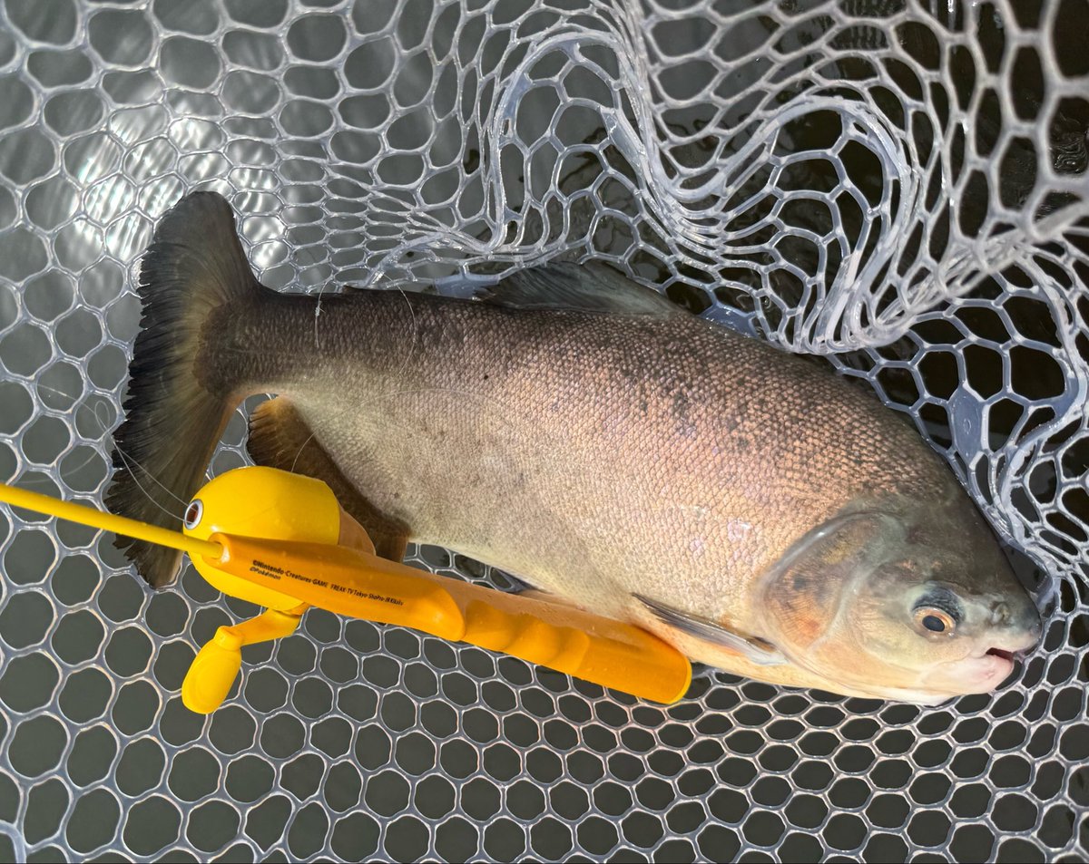 kai_fuu's tweet photo. 夏恒例の浜名湖コロソマ。
今年はサイズが良いけど食い方がヘラブナの如く渋ちん。気温31°だけど水温低くて活性悪いらしい。
#浜名湖フィッシングリゾート https://t.co/8frtSlutC2