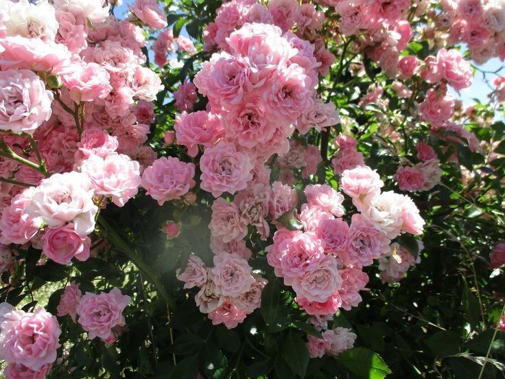 kooromi19's tweet photo. ཐིiཋྀ₊ ⋆ pink roses ᯓ∘🌹 https://t.co/xoiwN1O0In