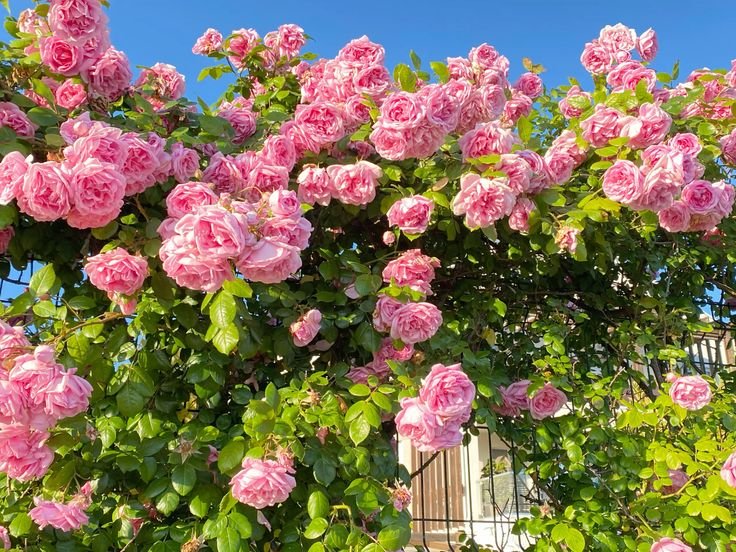 kooromi19's tweet photo. ཐིiཋྀ₊ ⋆ pink roses ᯓ∘🌹 https://t.co/xoiwN1O0In