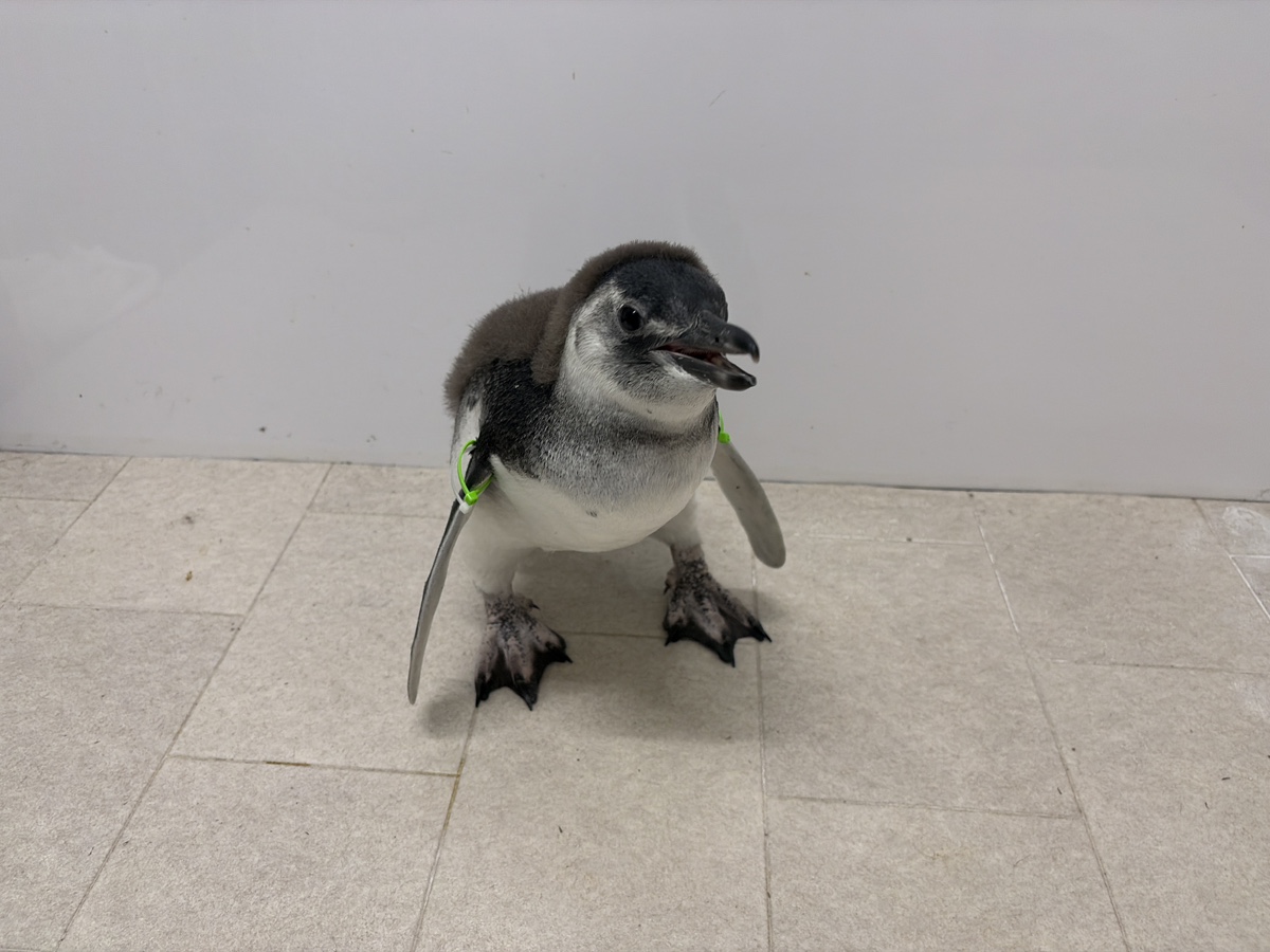 Sumida_Aquarium's tweet photo. \ いよいよ！本日14時頃 /
とうふがプールデビューします🐧✨
フリッパーのバンドカラーが決まりました！
右には、「メロン」、「白」
左には、すみだ水族館生まれのしるし「メロングリーン」🐧

小さなプールで練習している間も大きな声で鳴いてゴハンをねだるほど、お水に対してあまり興味がないようで…(笑)
けど！広いプールを思いっ切り泳げたら最高に気持ちが良い！ということを
今日はとうふに知ってもらえたらなぁと思います✨