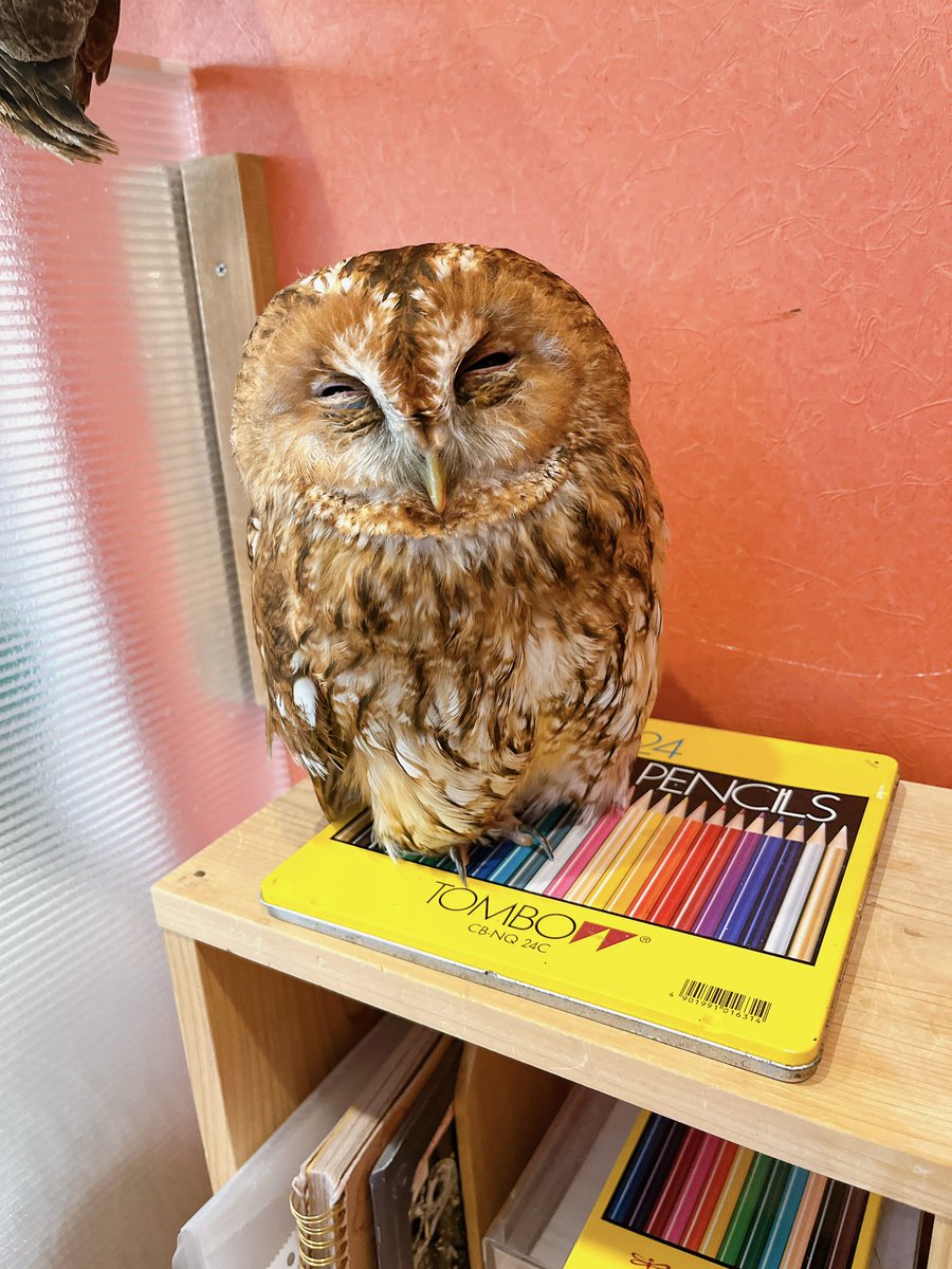 Owlvillage_H's tweet photo. 【原宿店】
本日7月12日(日)
営業時間12:00-19:00(最終受付18:00)   
web予約は前日までの受付ですのでご注意下さい🙇

https://t.co/TyO99WOYqf

本日16時の回のみ満席です🈵
他はどのお時間もご案内可能です🉑

チャイ『一緒にお絵描きする❔』

#モリフクロウ　#かわいい　#owlcafe https://t.co/Wyp5DUG8Zx