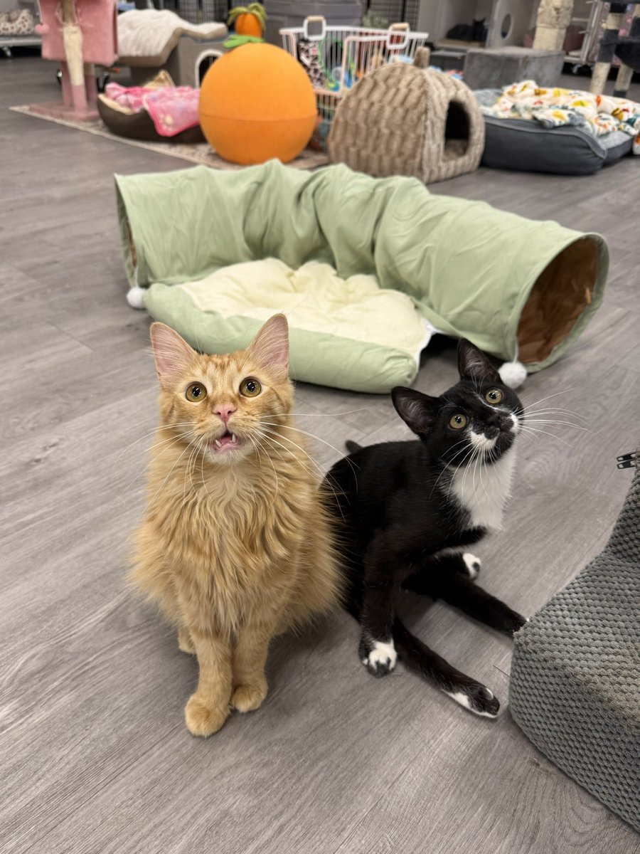 Friends of Bear Cat Rescue tweet media
